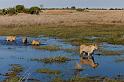 138 Okavango Delta, leeuwen
